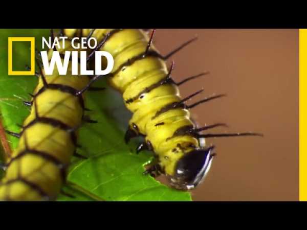 Caterpillars' Relationship with Cyanide-laced Plants | Destination WILD