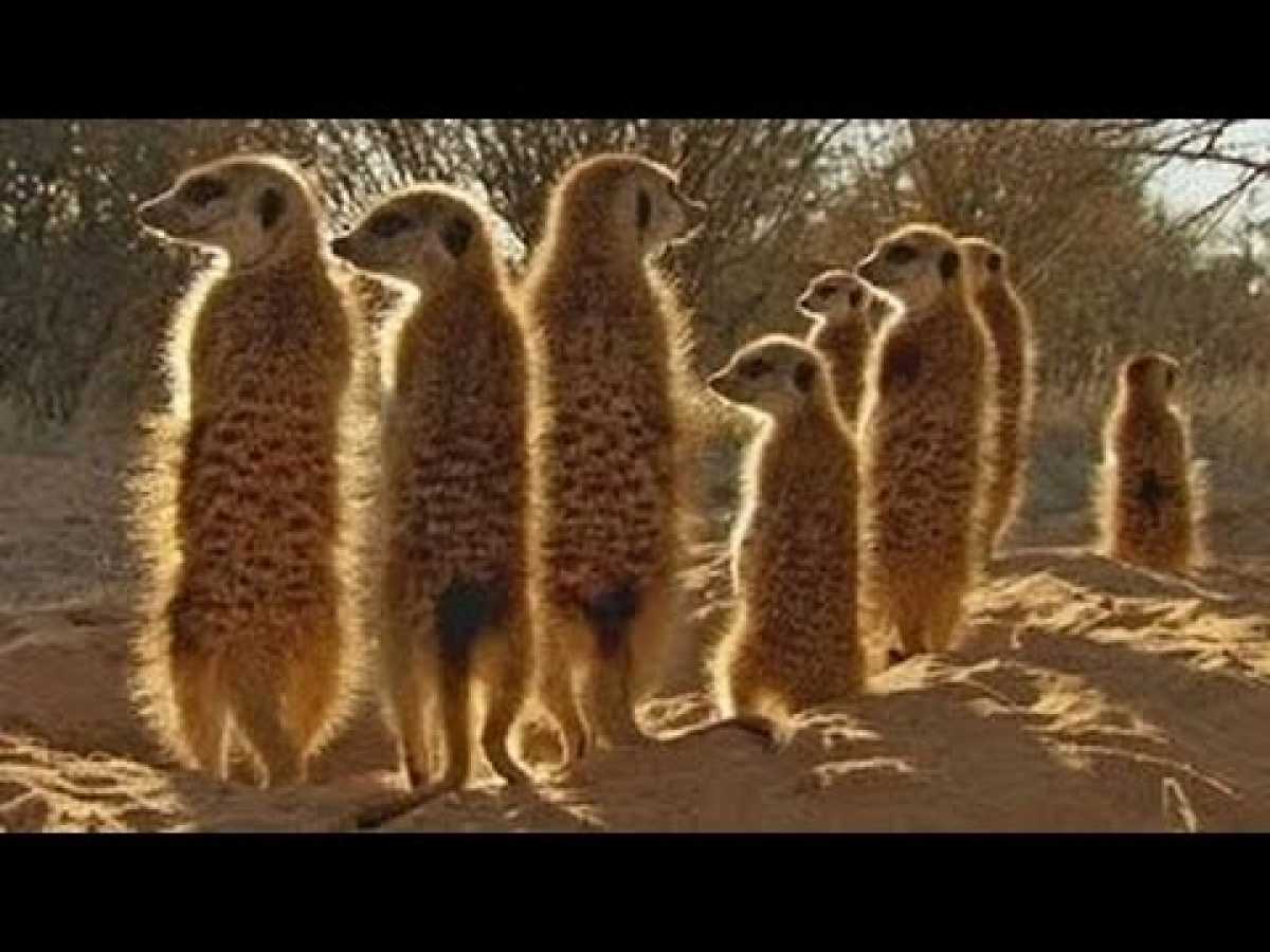 [BBC Animal Documentary] The Baking Deserts David Attenborough - Natural Documentary 2014 HD