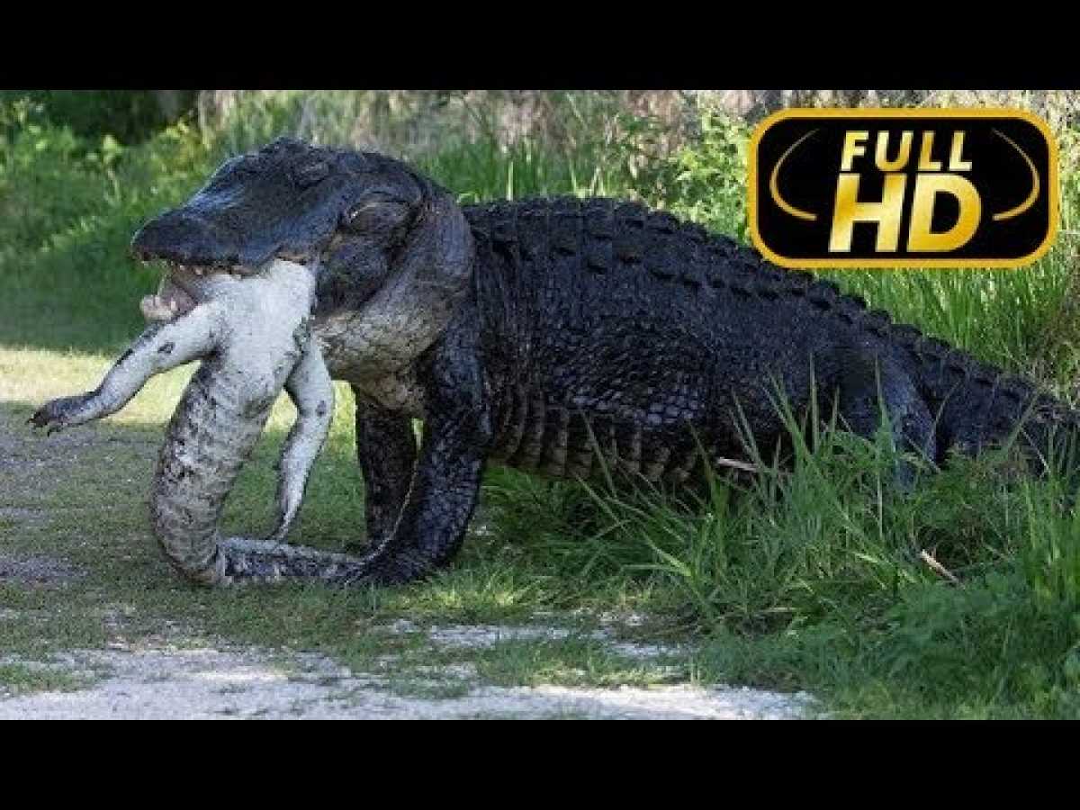 The Largest Crocodile. Giants the World of Animals / FULL HD - Documentary on Amazing Animals TV