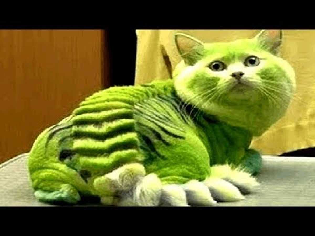 The WONDERFUL World Of Cats! - [Must Watch] Documentary