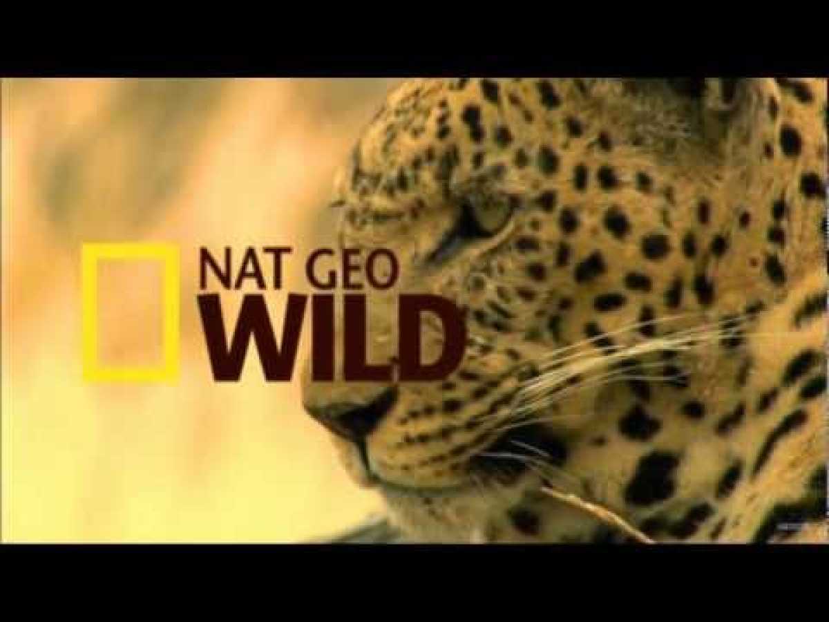 Nat Geo Wild HD New Advert 1080p 2012