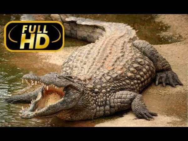 SUPER KILLER. CROCODILE / FULL HD - Documentary Films on Amazing Animals TV