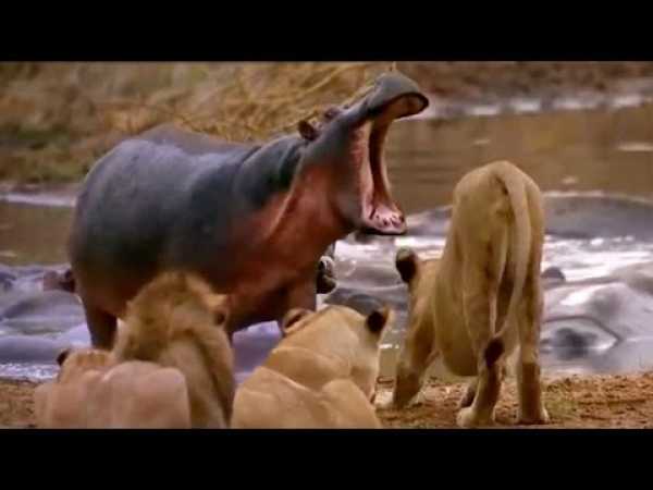âº Lions Documentary - Full Documentaries National Geographic - Lion vs Hippo | HD