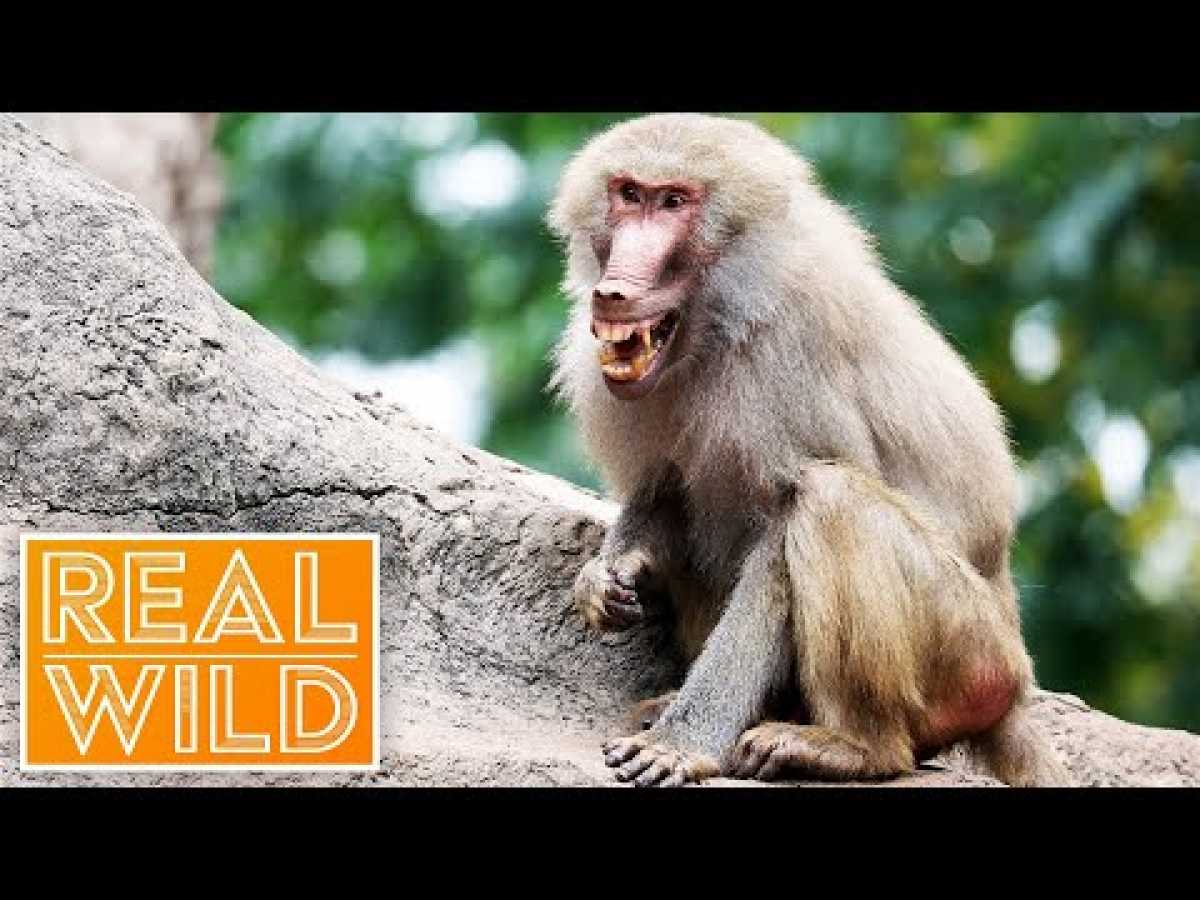 Monkey Hunters [Baboons VS Lions Documentary] | Real Wild