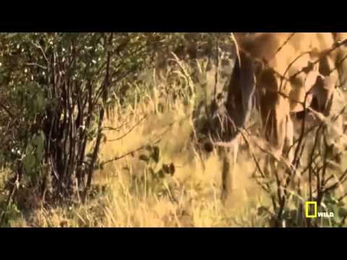 National Geographic Documentary 2015Lion vs BuffaloLions THE KILLER ATTACKYouTube