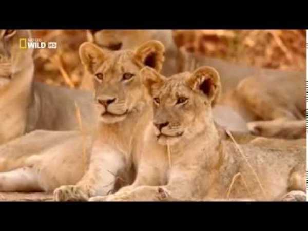 NSEFU Kings of Lions Documentary 2018 National Geographic Lions Documentary 2018YouTube
