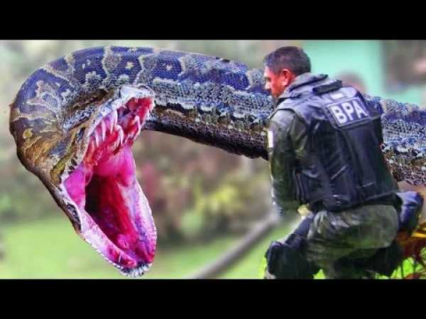 â The Man Eating Anaconda - The Biggest Snake in The World - [ Documentary ]