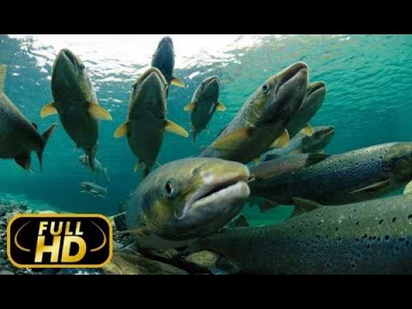 Europe's Great Wilderness. Europe's Living Waters / FULL HD - Documentary on Amazing Animals TV