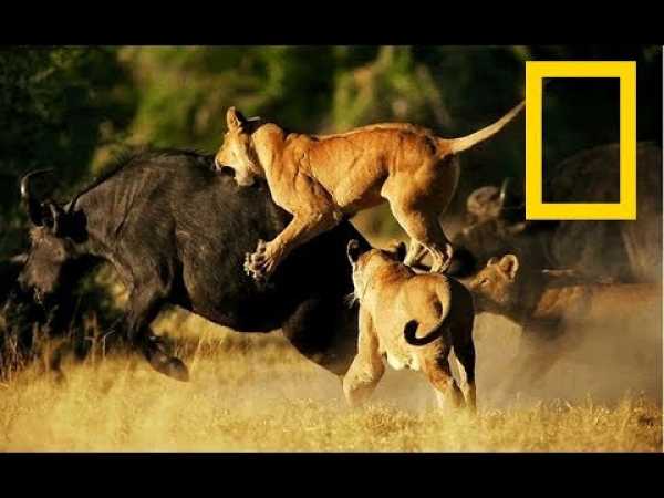Wildlife Africa - Predators Survival Strategies - (Nat Geo Wild)