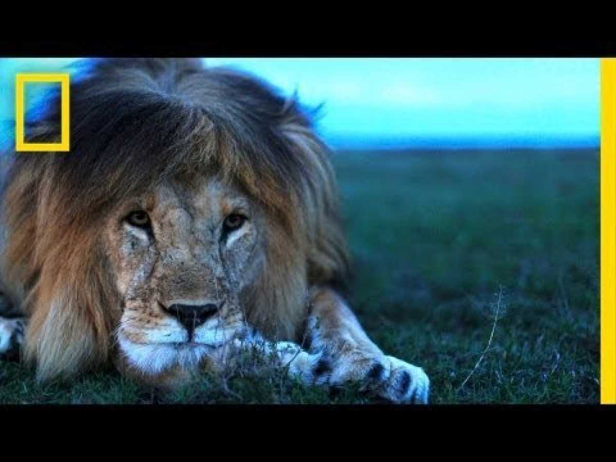 The Lion King - New 2019 - National Geographic - Documentary HD
