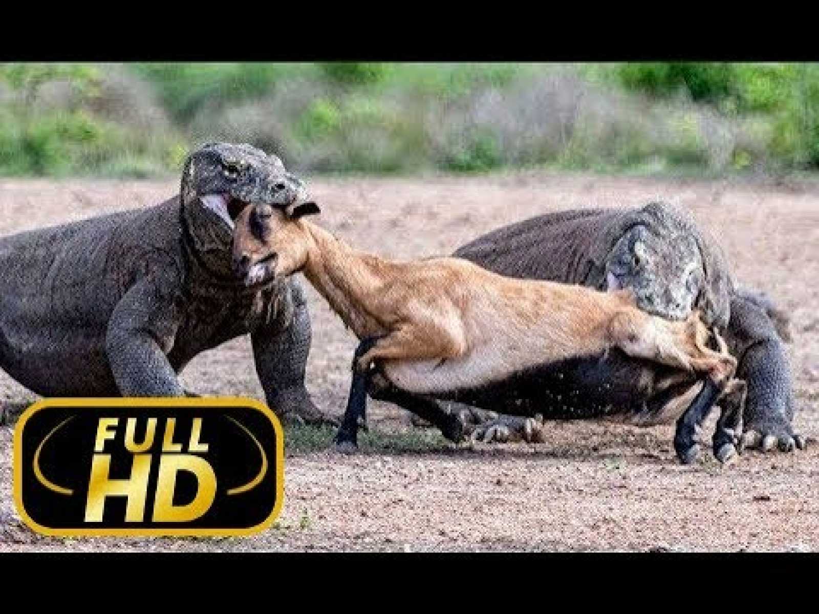 THE MOST DANGEROUS ANIMALS. ASIA / FULL HD - Documentary Film on Amazing  Animals TV