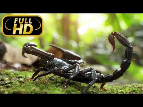 THE MOST DANGEROUS ANIMALS. Forests / FULL HD - Documentary Films on Amazing Animals TV