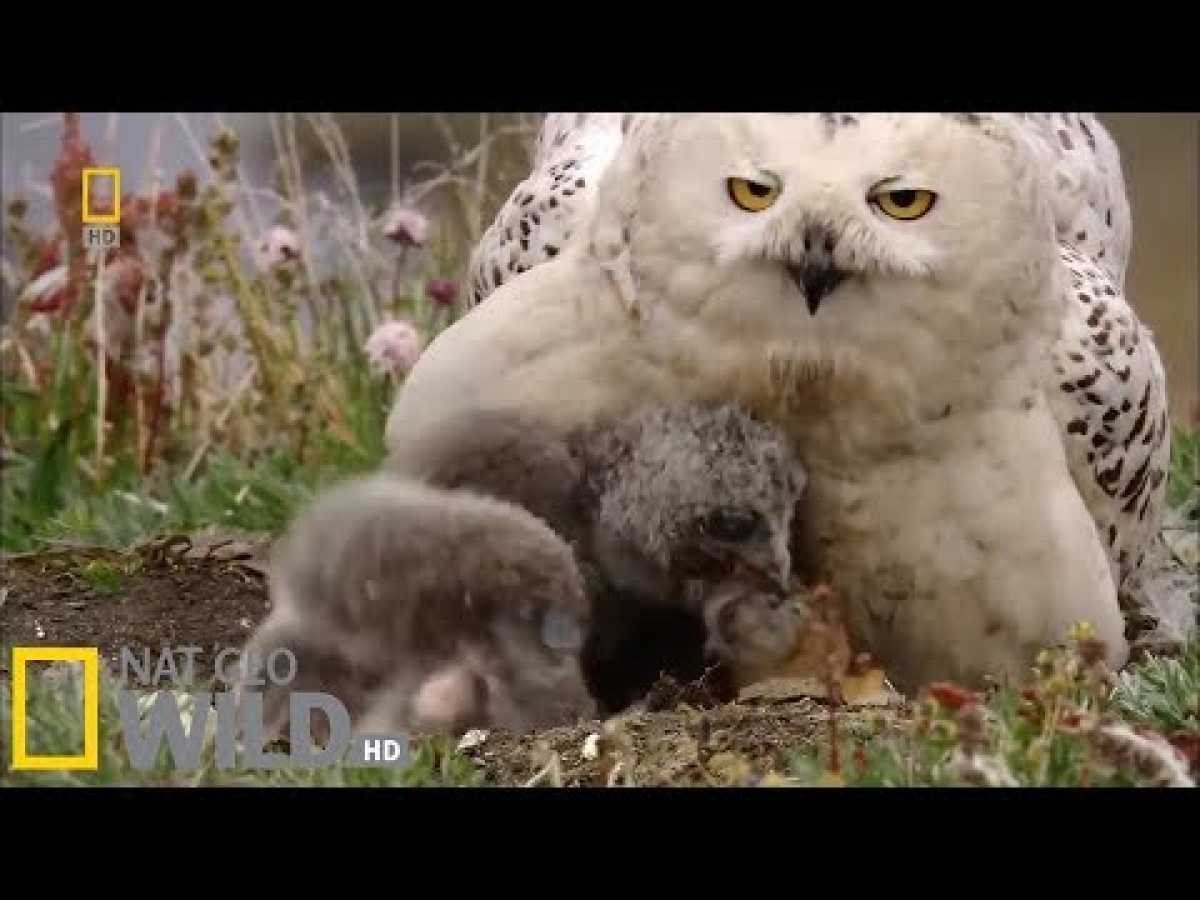 Wild Russia: The Arctic | National Geographic Wild HD - Nature Documentary