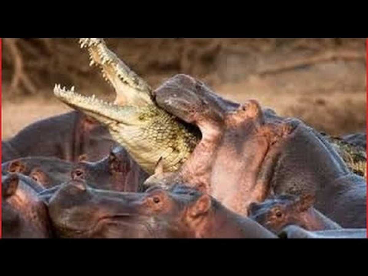 Hippo vs Crocodile Fight To Death-National Geographic Documentaries-Africa Wildlife Documentary BBC