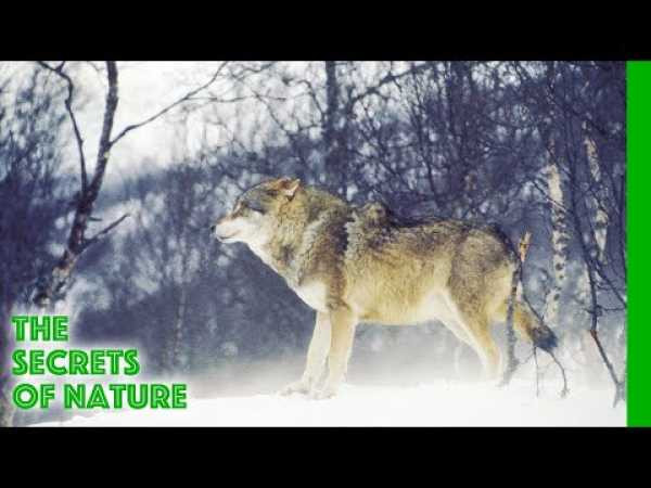 Wildest Arctic - The Secrets of Nature