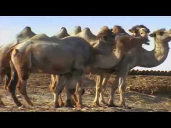 Nomads of Kazakhstan - Nature Documentary on the Wildlife of Kazakhstan
