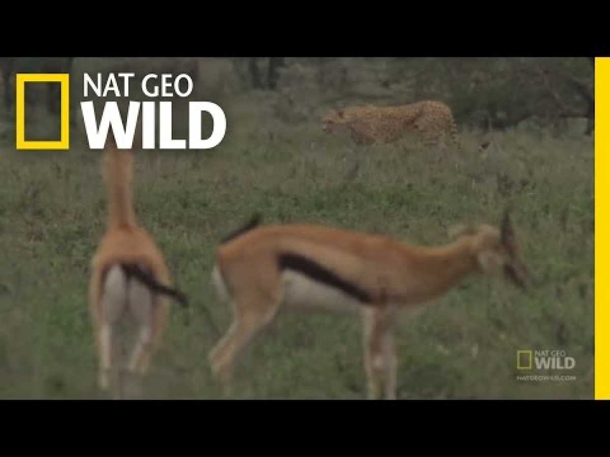 FASTEST Animals! | Nat Geo Wild