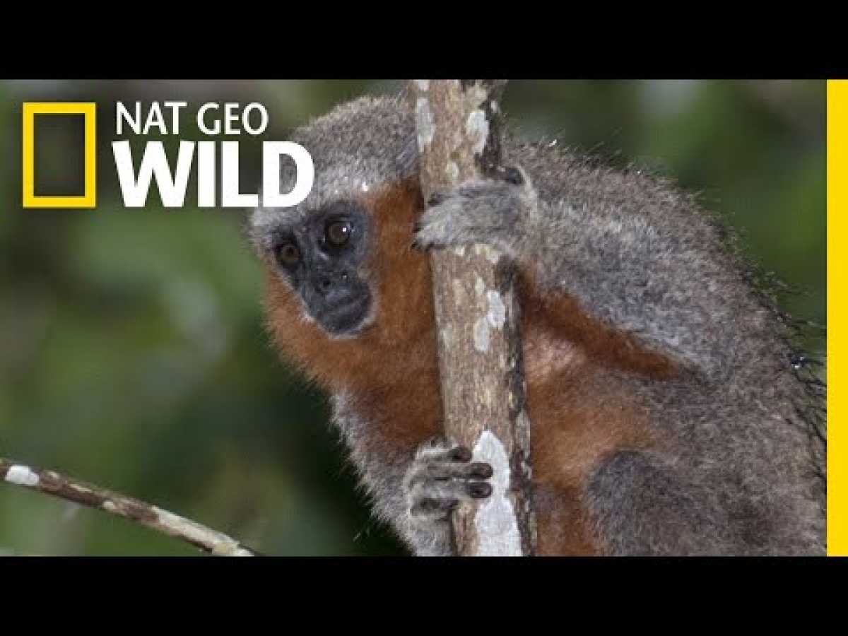 There Are New Amazon Species Discovered Every Other Day | Nat Geo Wild