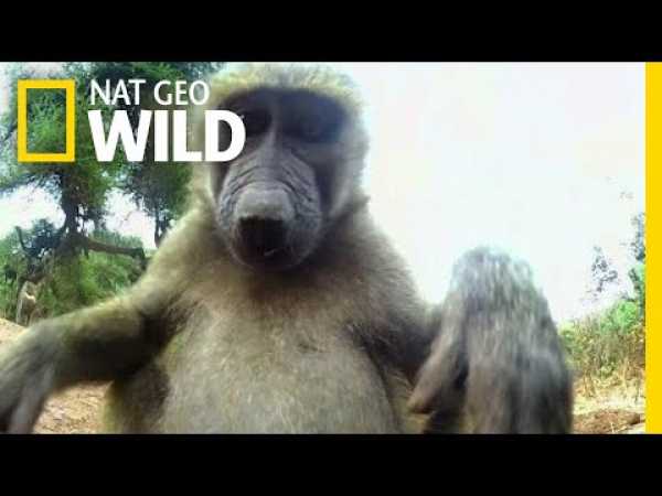 Olive the Other Baboons Are Curious | Nat Geo Wild