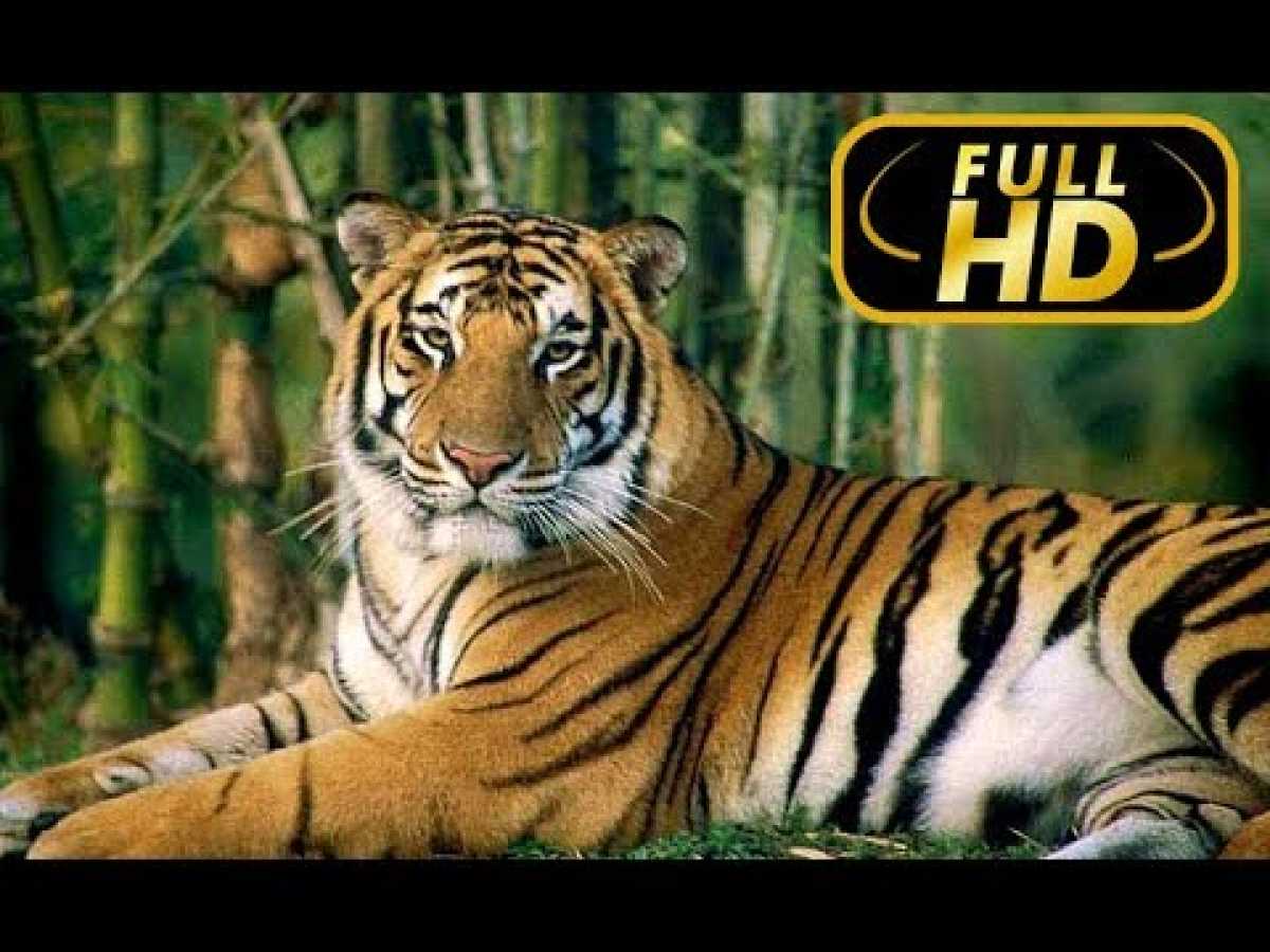 Wild Animals. Indian Summer / FULL HD - Documentary Films on Amazing Animals  TV