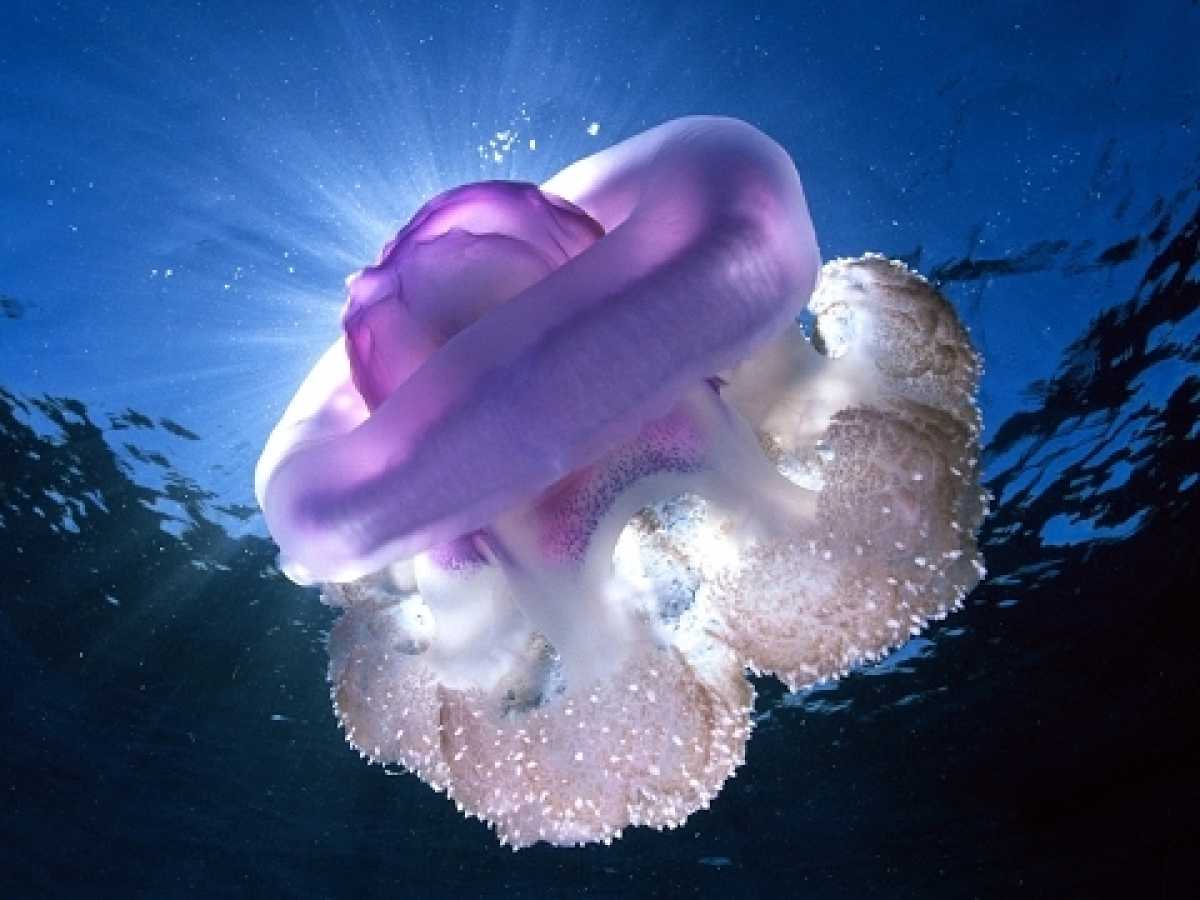 Documentary Films: the Most Huge Jelly fish in the World- National Geographic