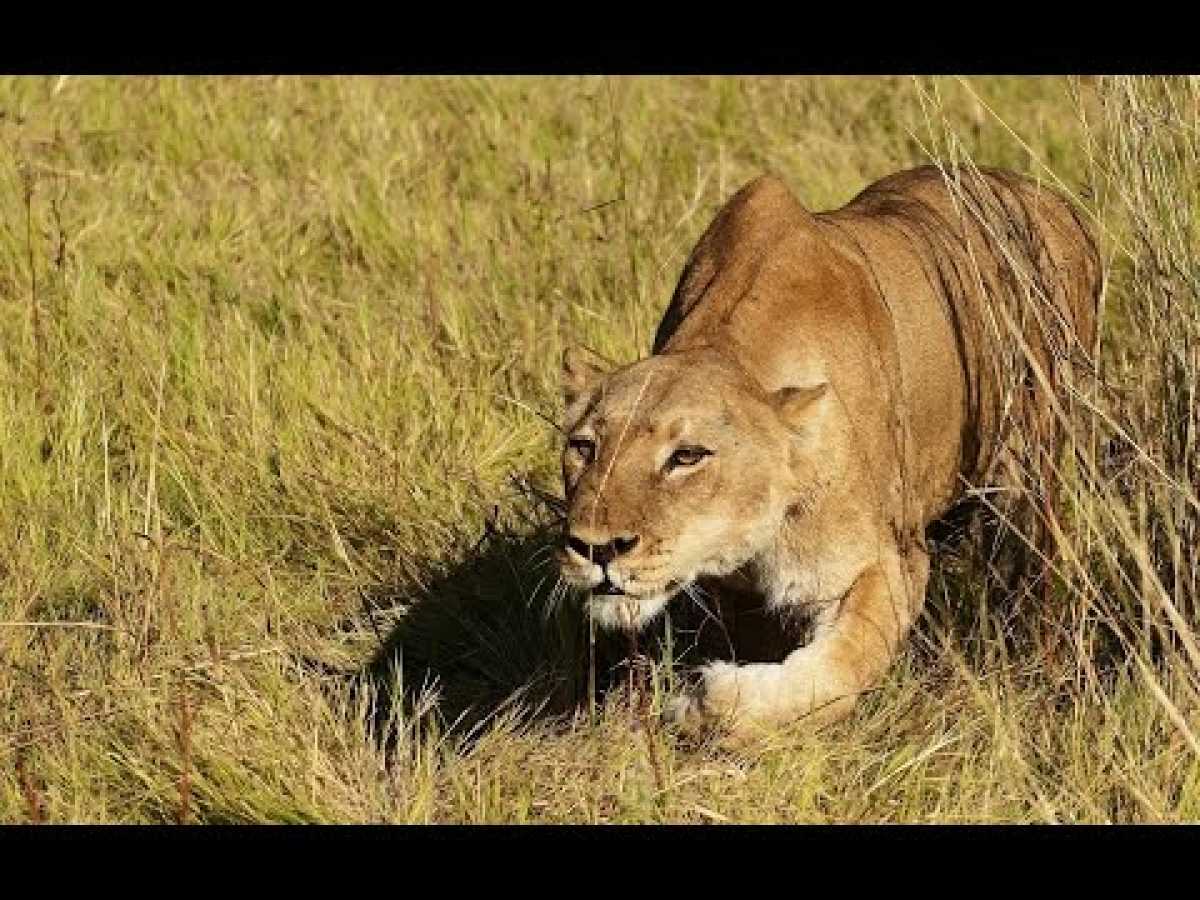 Lions on the Prowl : Nature Documentary on the Large African Predators (Full Documentary)