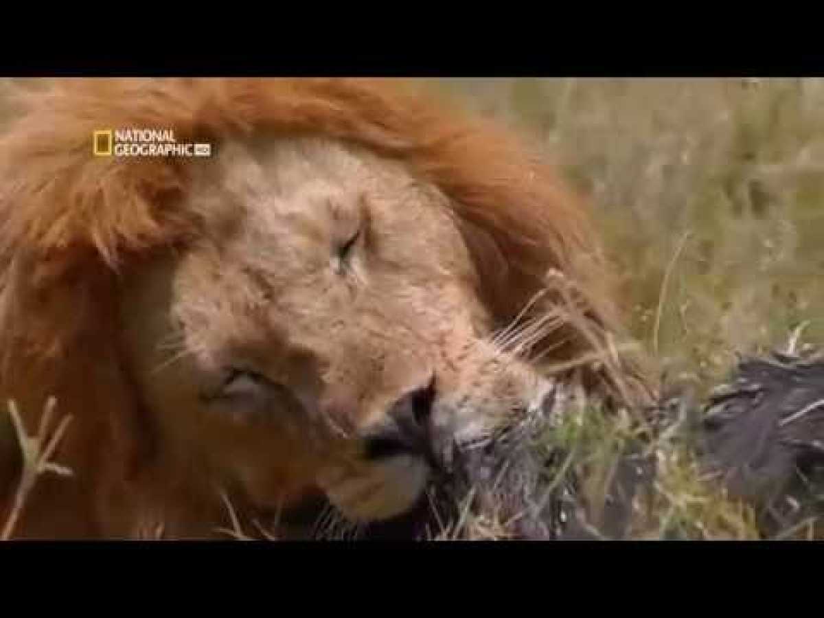 Natgeo Documentary - World&#039;s Deadliest Animals Deserts To Grassland - Nat Geo Wild HD..