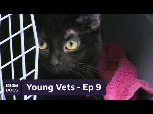 Full Episode 9 | Young Vets | BBC Documentary