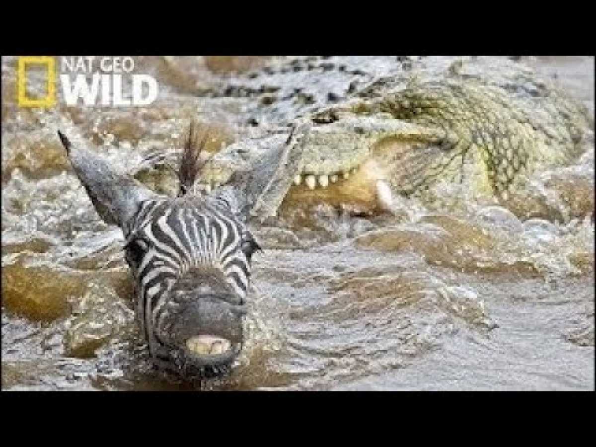 Documentary National Geographic Wild Croc Ganglands Nat Geo Wild