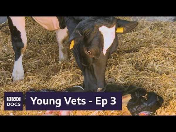 Full Episode 3 | Young Vets | BBC Documentary