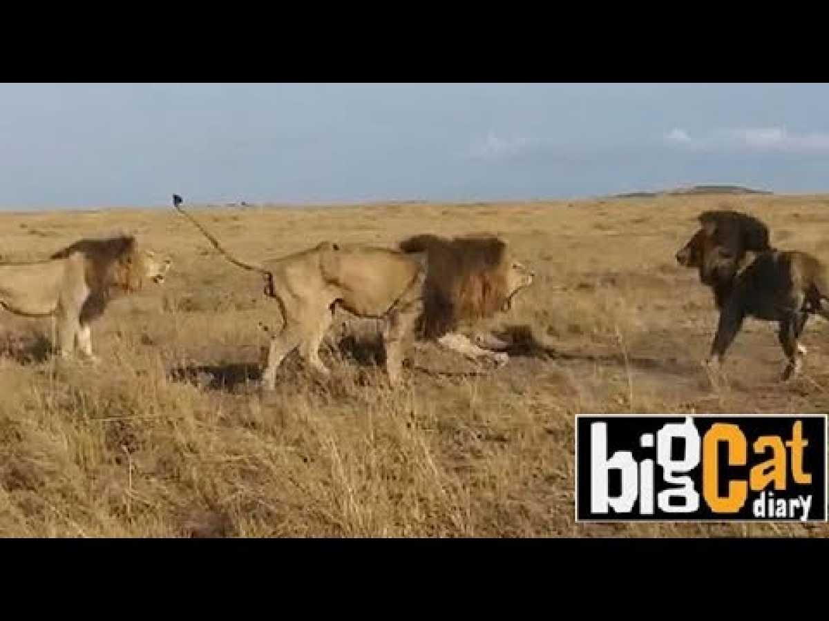 (Battle of Lions): Two young Lions launch brutal attack on older male...(2 vs. 1)