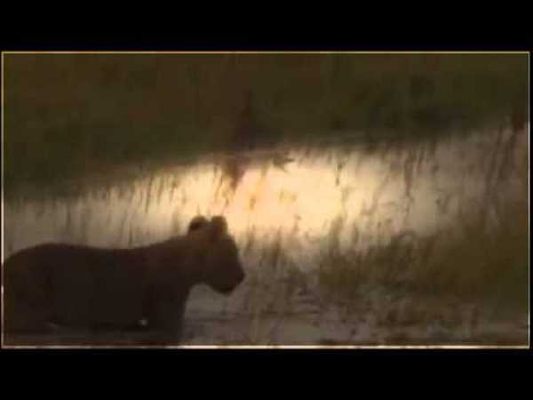 lions documentary - hungry lion eats and destroys hyena - national geographic full