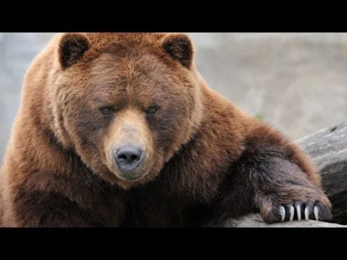 Grizzly River - Grizzly Bears Nature Documentary