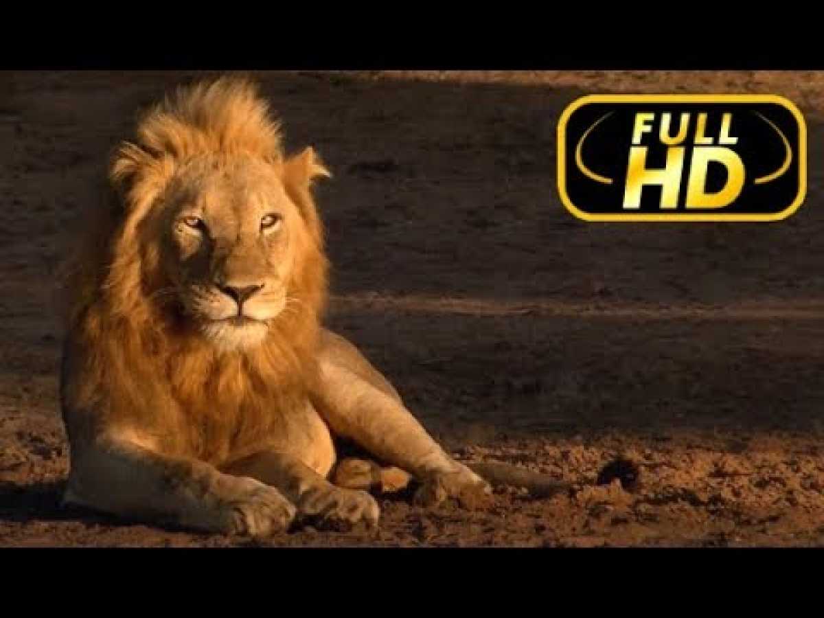 Timbavati: An Epic Cat Story. The King's Pride / FULL HD - Documentaries on Amazing Animals TV