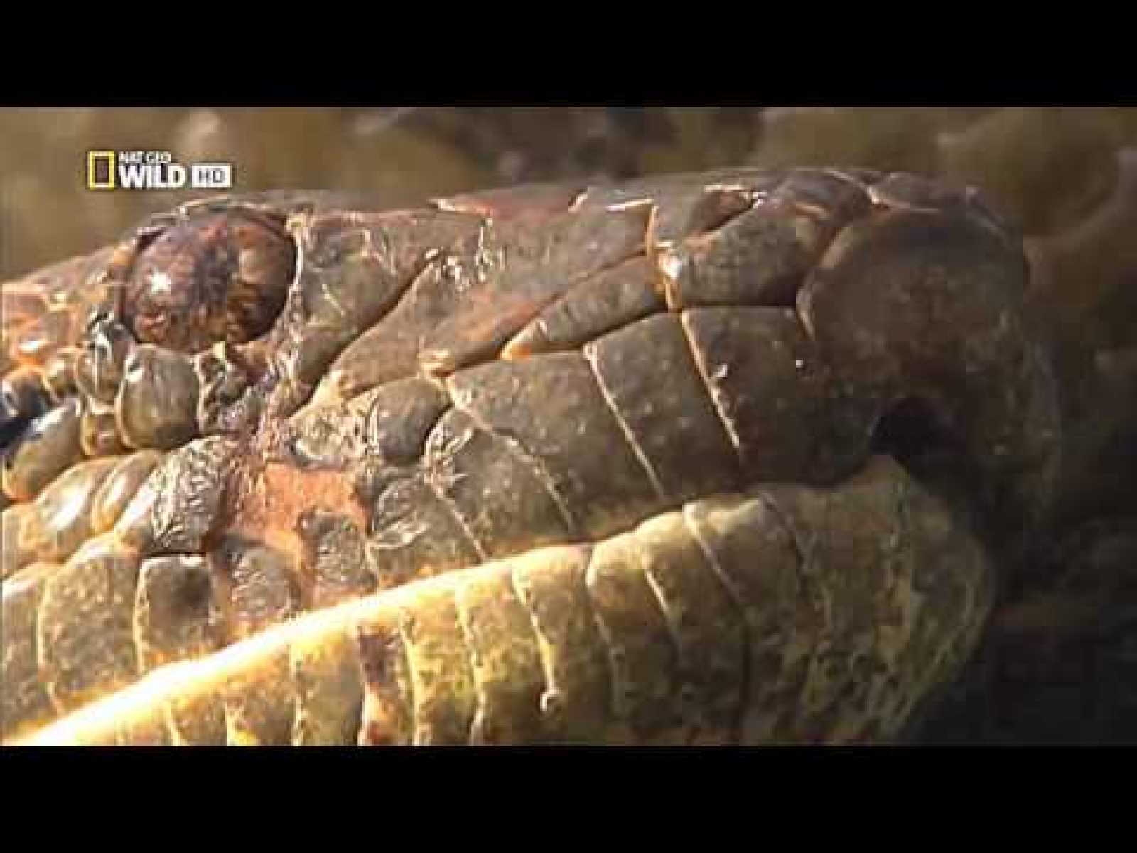 Anaconda: Silent Killer (Nat Geo Wild HD)