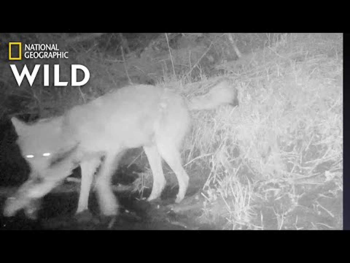 Wolves Catching and Eating Fish: First-Ever Video | Nat Geo Wild