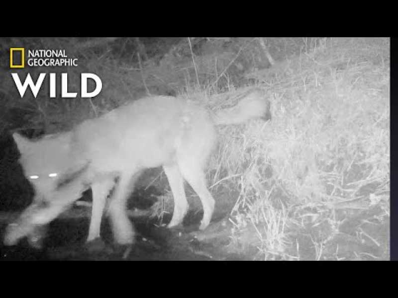 Wolves Catching and Eating Fish: First-Ever Video | Nat Geo Wild