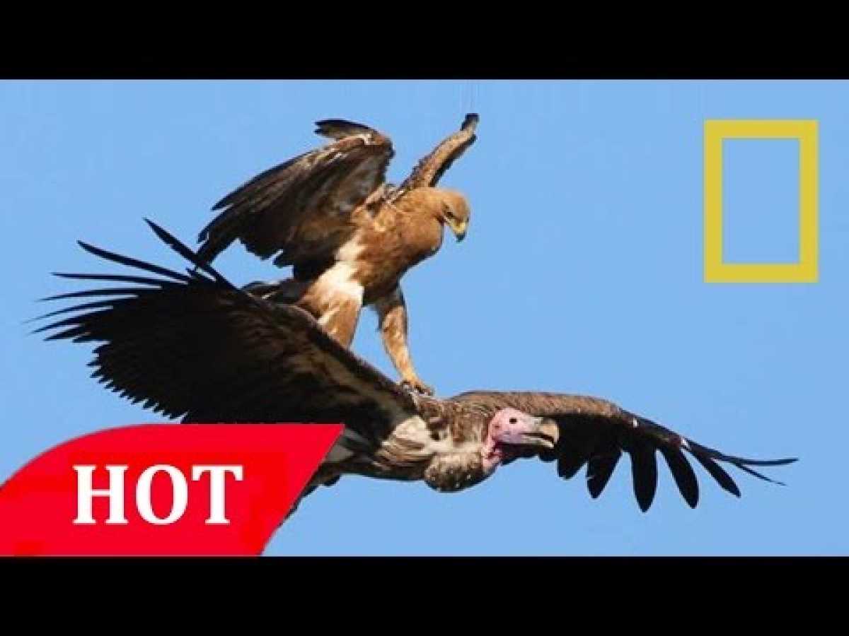 Birds documentary Full National Geographic Animals Documentary BBC Documentary Animals Plants HD