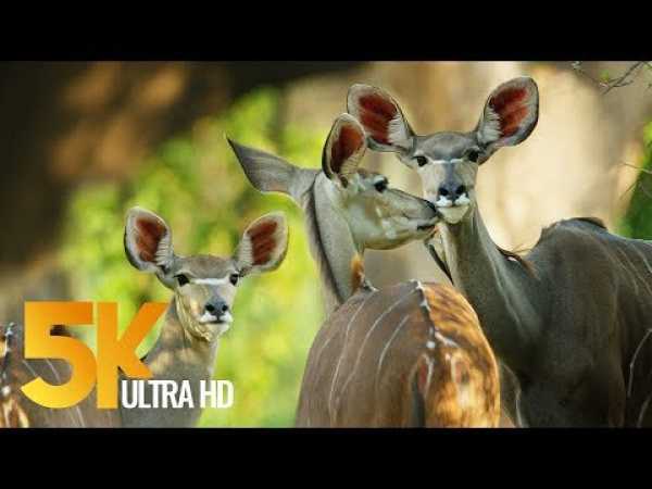5K African Wildlife Documentary Film - Mana Pools National Park, Zimbabwe, Africa - 1 HR