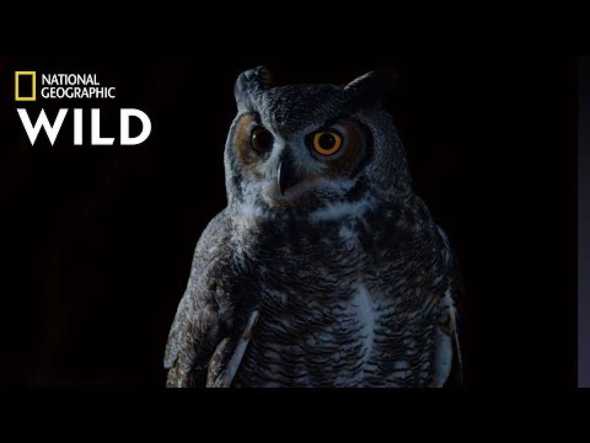 Great Horned Owl on the Hunt | Nat Geo Wild