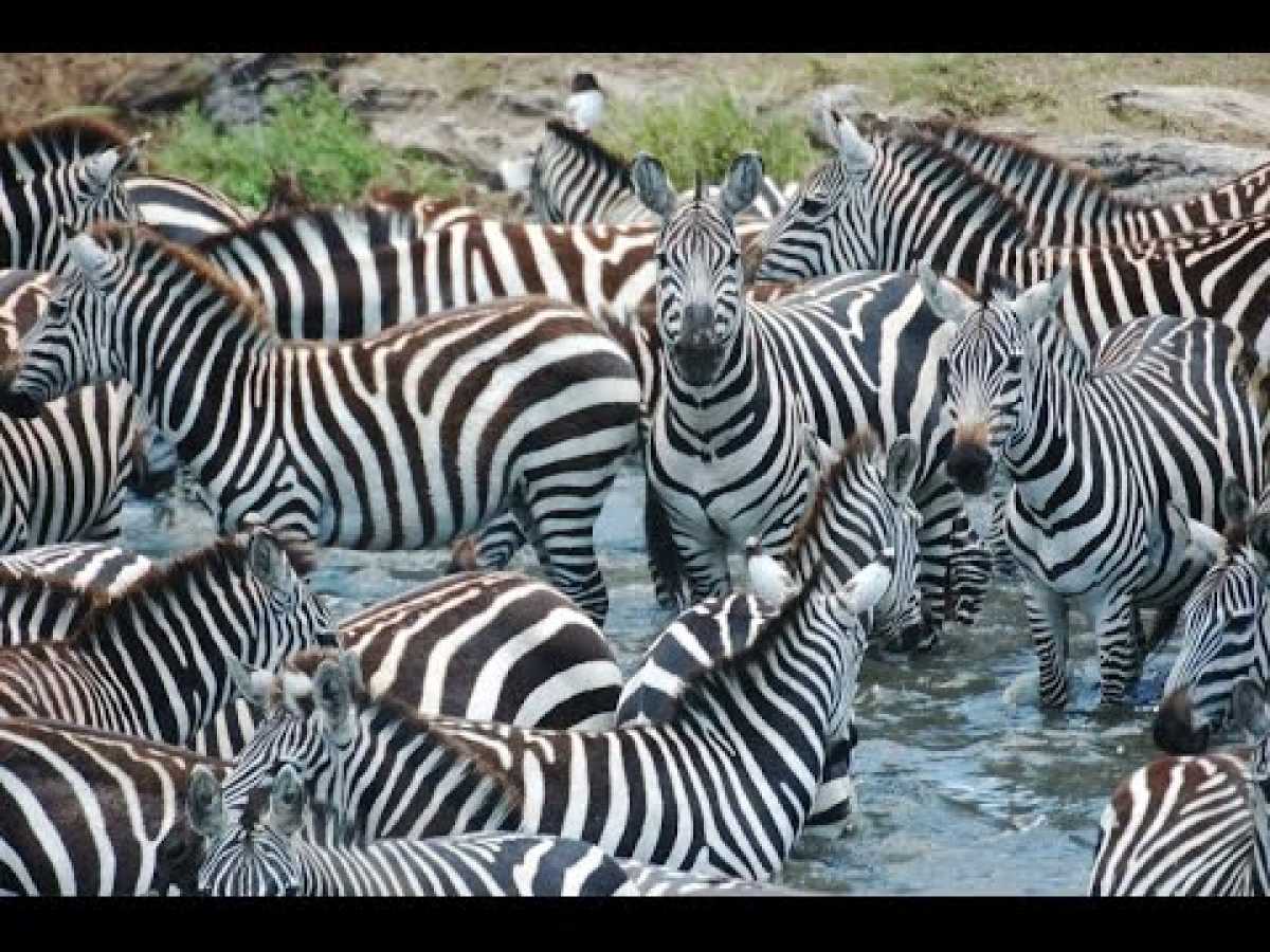 Greatest Migration On Earth: The Zebra - Full Documentary