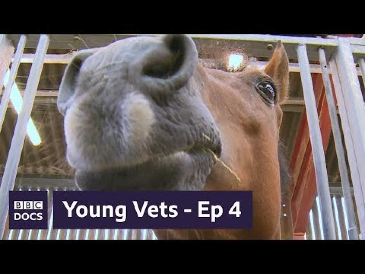 Full Episode 4 | Young Vets | BBC Documentary