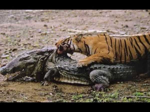 Top 10 Craziest Animal Fights Caught On Camera Part 2