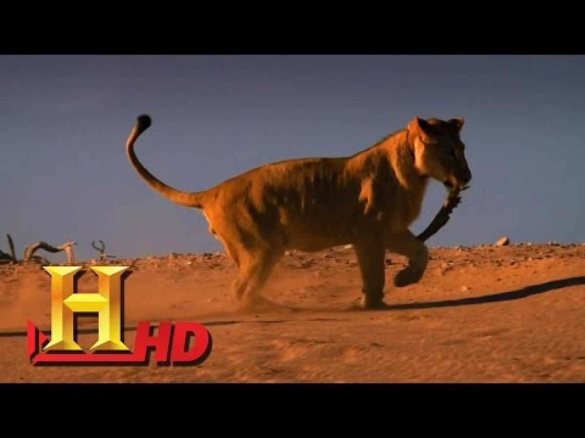 The BEST Hunters &quot; LIONS &quot; -new WILDLIFE documentary 2017 HD