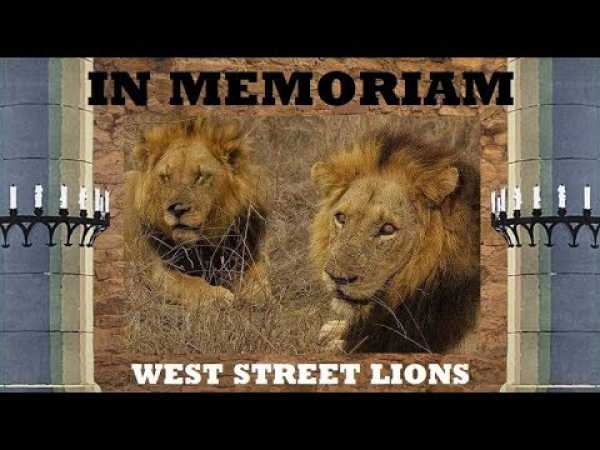 The Story Of: West Street Male Lions (Eyrefield males) *2004*