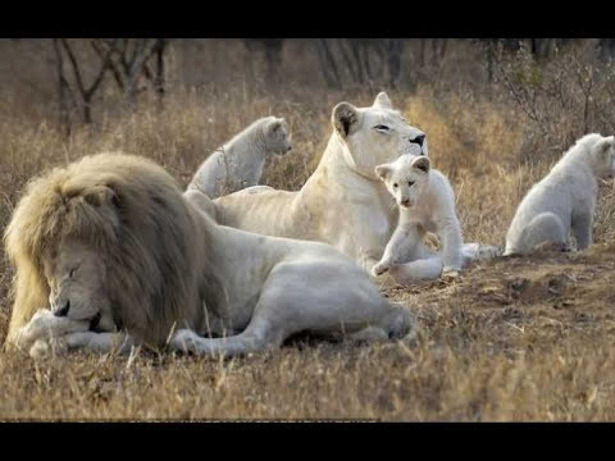 HD NatGeo Wild - White Lion - Documentary National Geographic