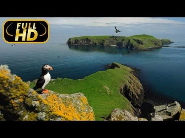 Wild Scotland: The Western Isles Episode 1 / FULL HD - Documentary on Amazing Animals TV