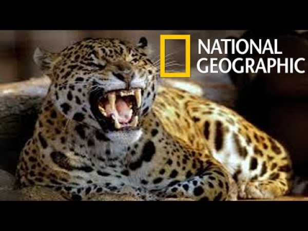 Leopards Island Special (National Geographic)