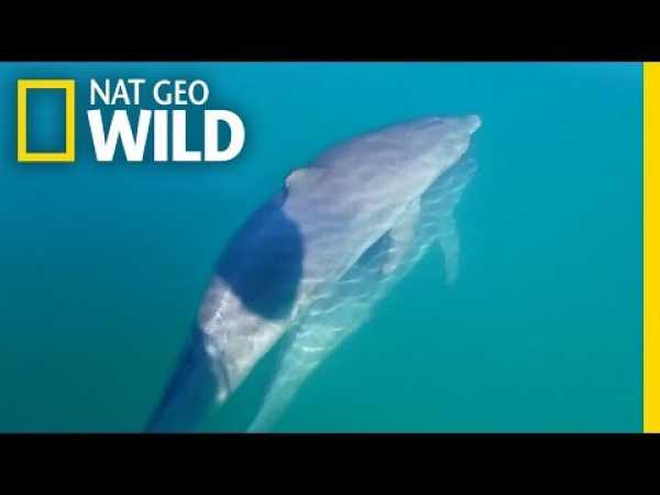 Male Bottlenose Dolphin Friends âHold Handsâ | Nat Geo Wild
