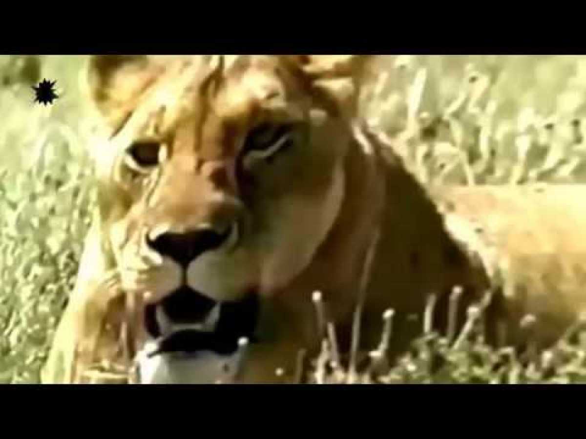 The Buffalo&#039;s Horn Kills the Lioness - Lions Documentary